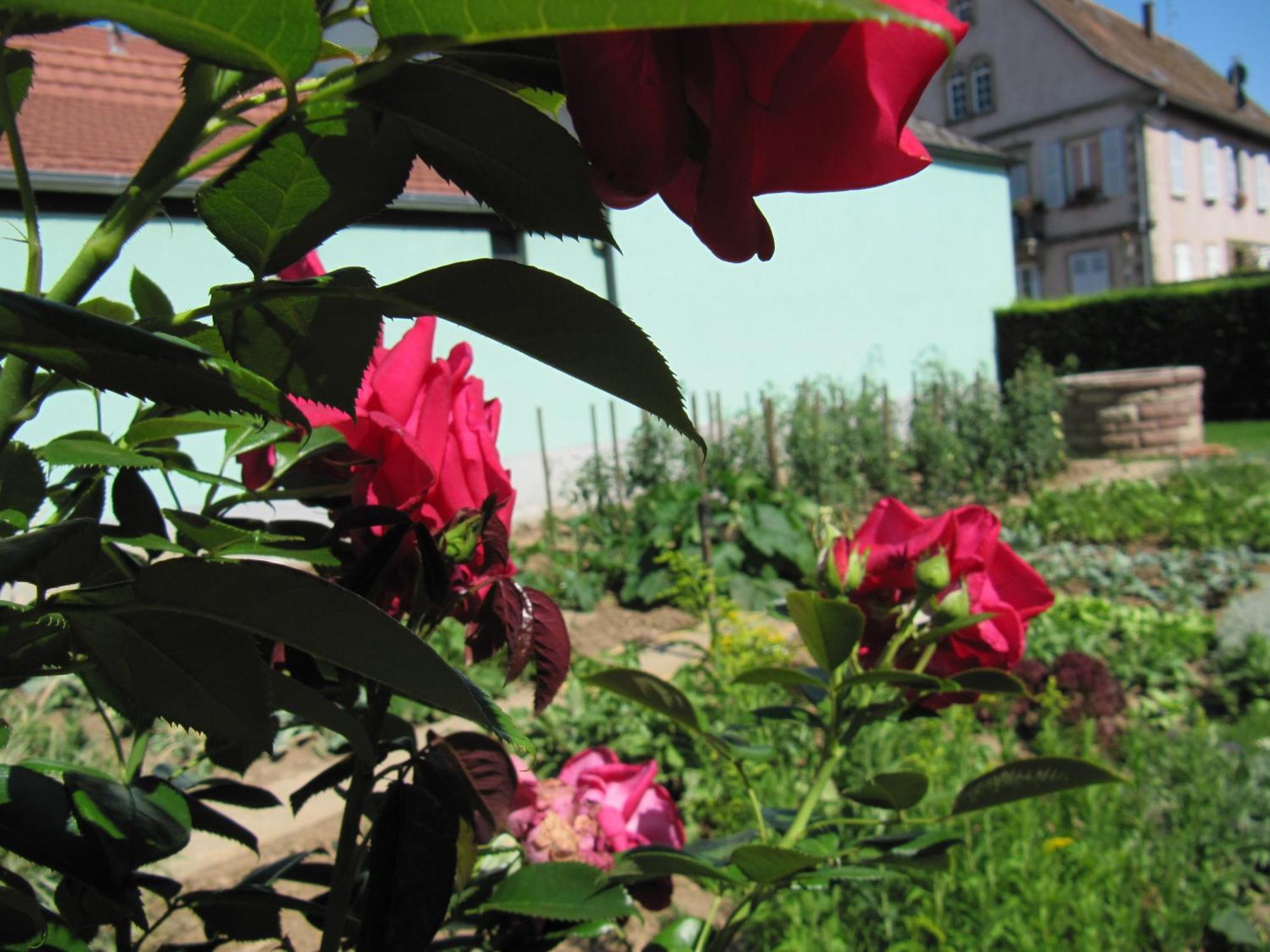 La Ferme De Louise Bed and Breakfast Hohengoeft Exteriör bild